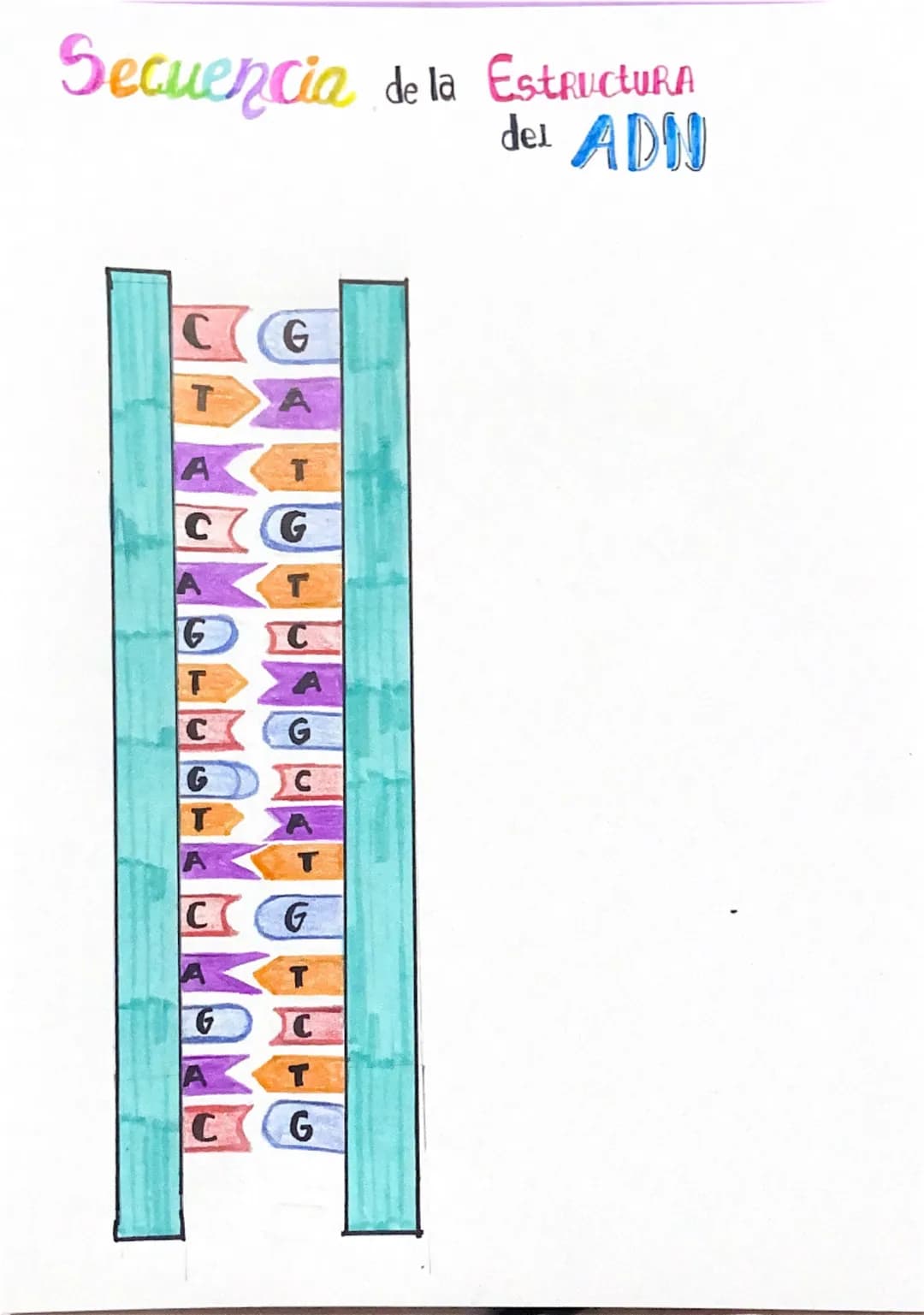 # Secuencia de la Estructura
del ADN

CG
T
A

A
T
C
G
A
T
G
C
T
A
C
G
G
C
TA
T
A
C
G
A
T
G
C
T
A
G
C