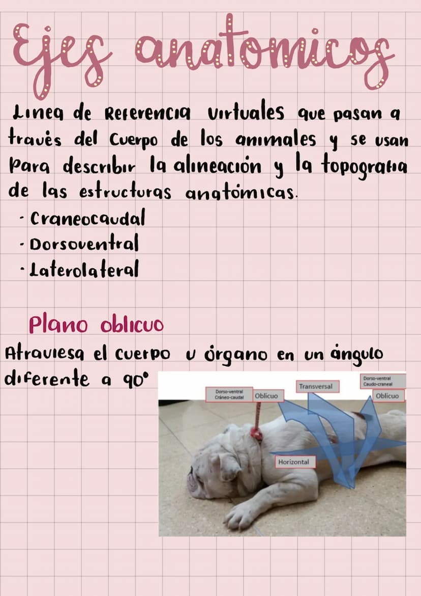 20
Anatomia
Veterinaria
generaudades
Mariana Henao
Anatomia unidad I
Parte 1
обн unidad 1
generalidad
La anatomia topográfica, realiza el ac