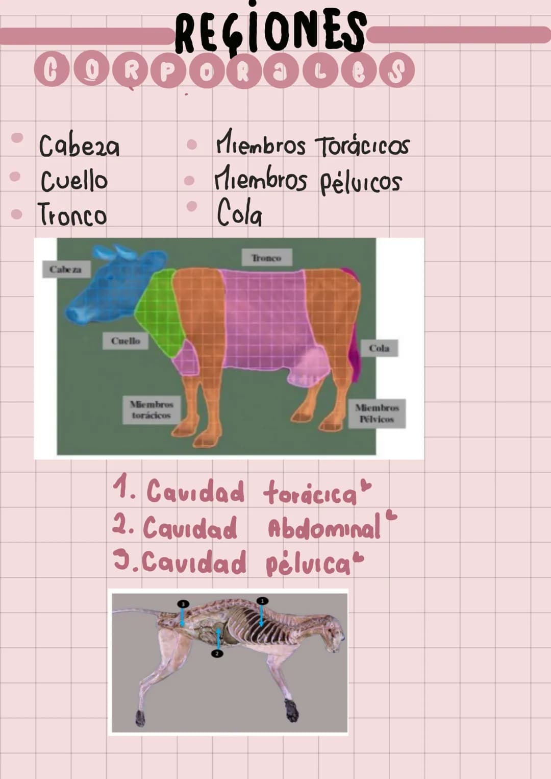 20
Anatomia
Veterinaria
generaudades
Mariana Henao
Anatomia unidad I
Parte 1
обн unidad 1
generalidad
La anatomia topográfica, realiza el ac
