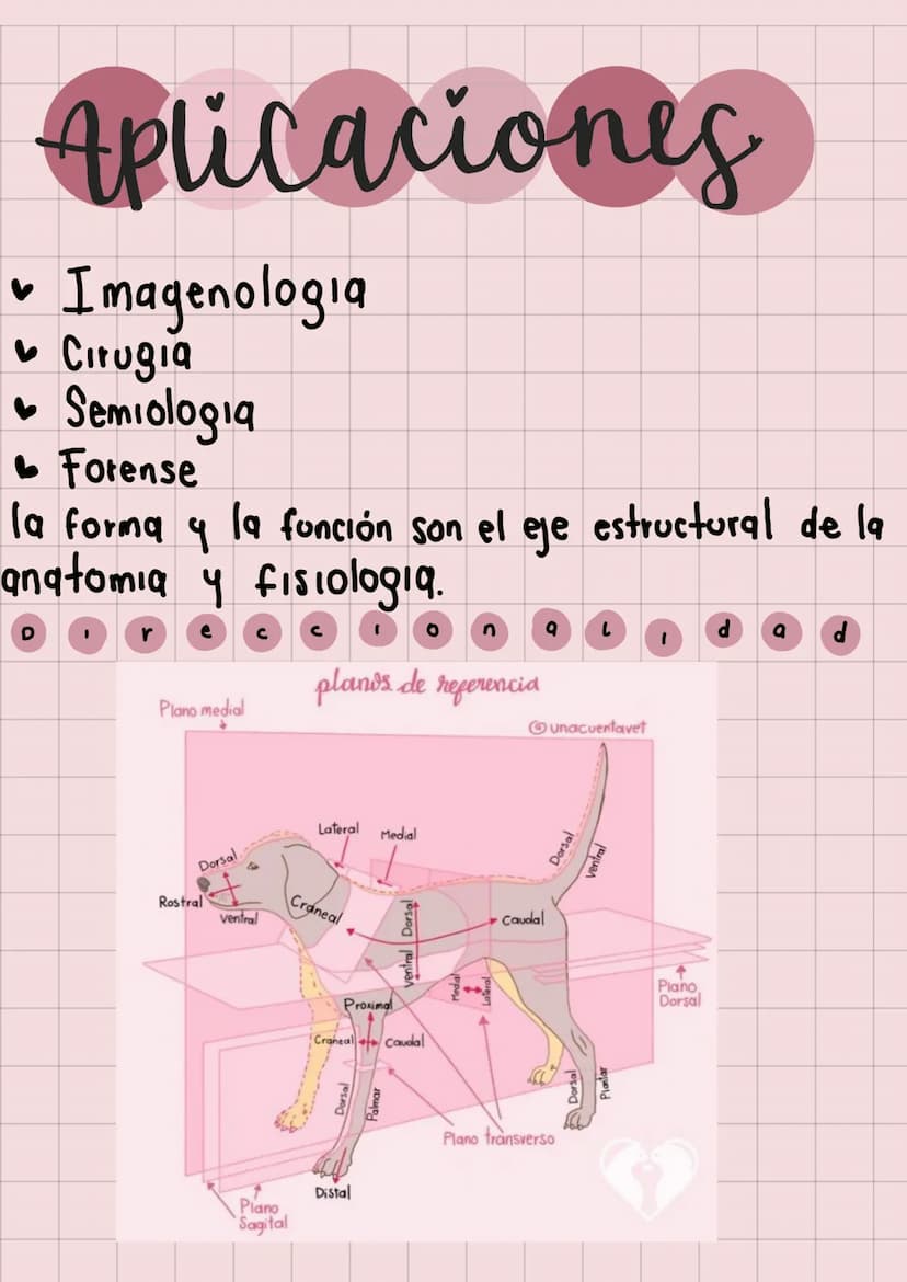 20
Anatomia
Veterinaria
generaudades
Mariana Henao
Anatomia unidad I
Parte 1
обн unidad 1
generalidad
La anatomia topográfica, realiza el ac