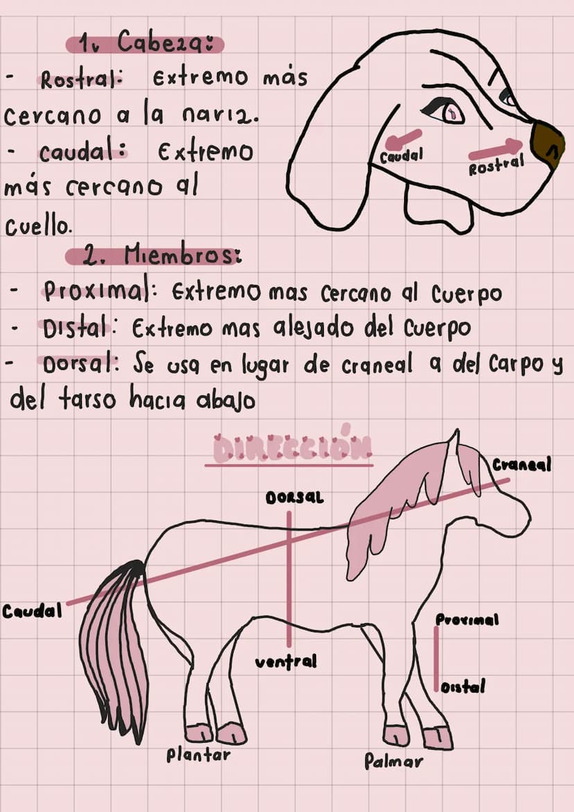 20
Anatomia
Veterinaria
generaudades
Mariana Henao
Anatomia unidad I
Parte 1
обн unidad 1
generalidad
La anatomia topográfica, realiza el ac