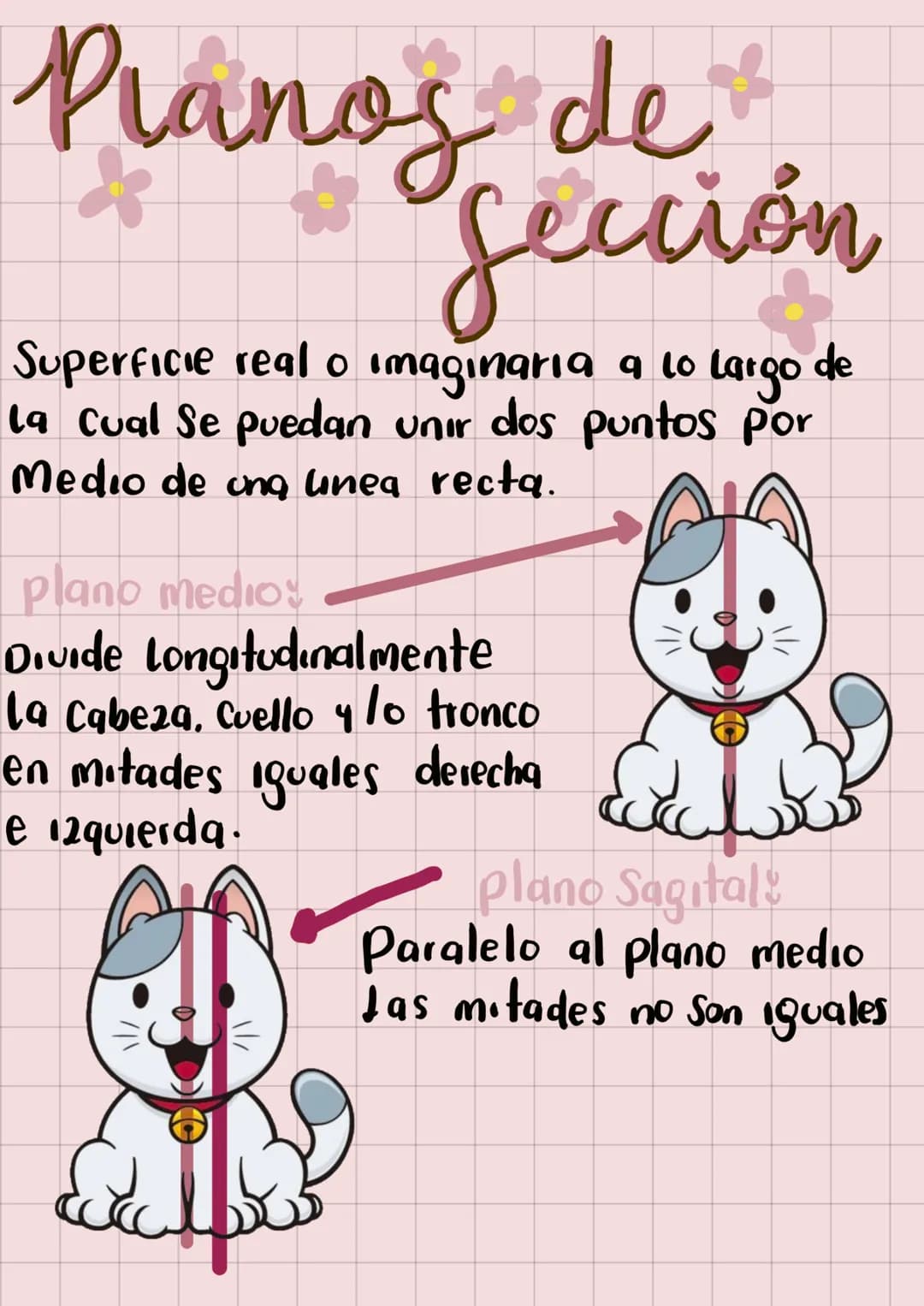 20
Anatomia
Veterinaria
generaudades
Mariana Henao
Anatomia unidad I
Parte 1
обн unidad 1
generalidad
La anatomia topográfica, realiza el ac