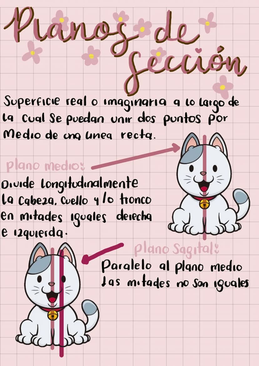 20
Anatomia
Veterinaria
generaudades
Mariana Henao
Anatomia unidad I
Parte 1
обн unidad 1
generalidad
La anatomia topográfica, realiza el ac
