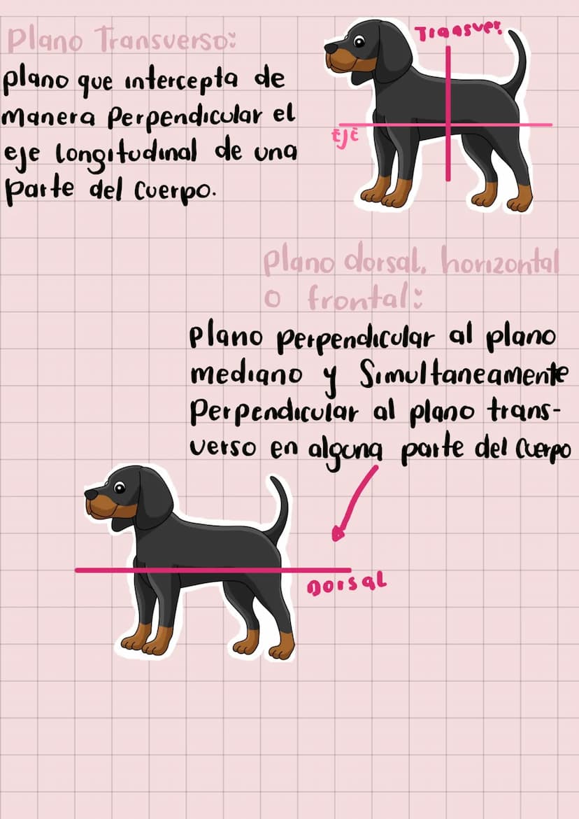 20
Anatomia
Veterinaria
generaudades
Mariana Henao
Anatomia unidad I
Parte 1
обн unidad 1
generalidad
La anatomia topográfica, realiza el ac
