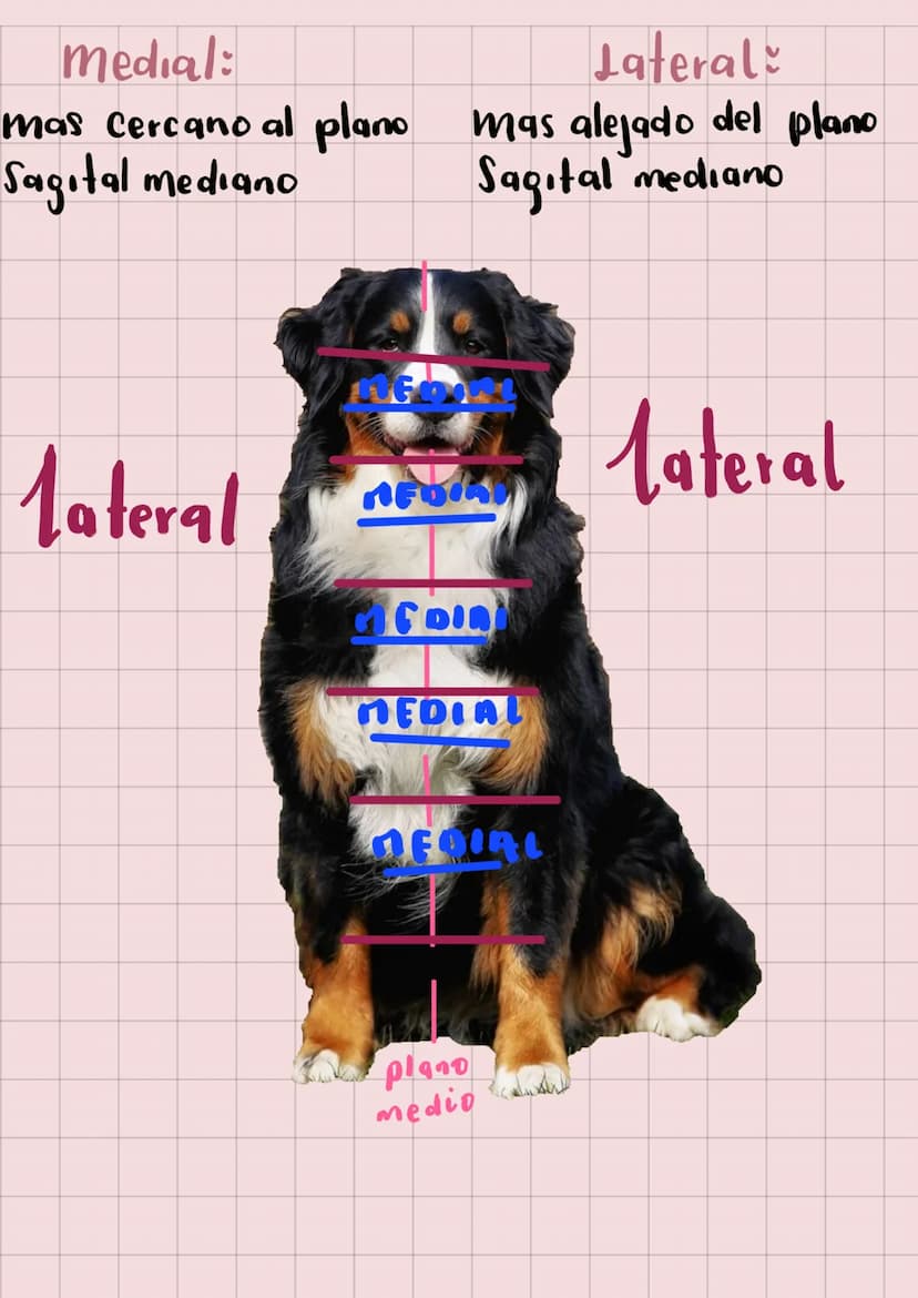 20
Anatomia
Veterinaria
generaudades
Mariana Henao
Anatomia unidad I
Parte 1
обн unidad 1
generalidad
La anatomia topográfica, realiza el ac
