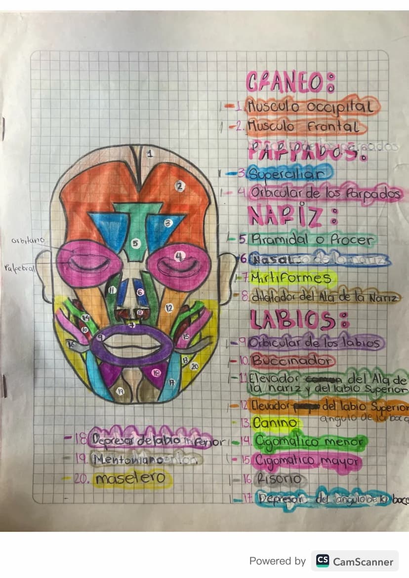 orbitano
Palpebral
6
12
H
13
20
GRANEO
Musculo occipital
2.Musculo Frontal
PAPPADOS pados
1-3 Supercilian
18 Depresor de labio inferior
19.M