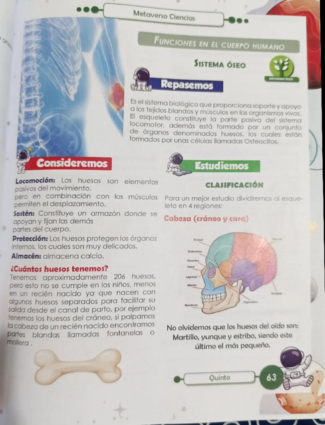 El Sistema Óseo: Fundamentos Esenciales