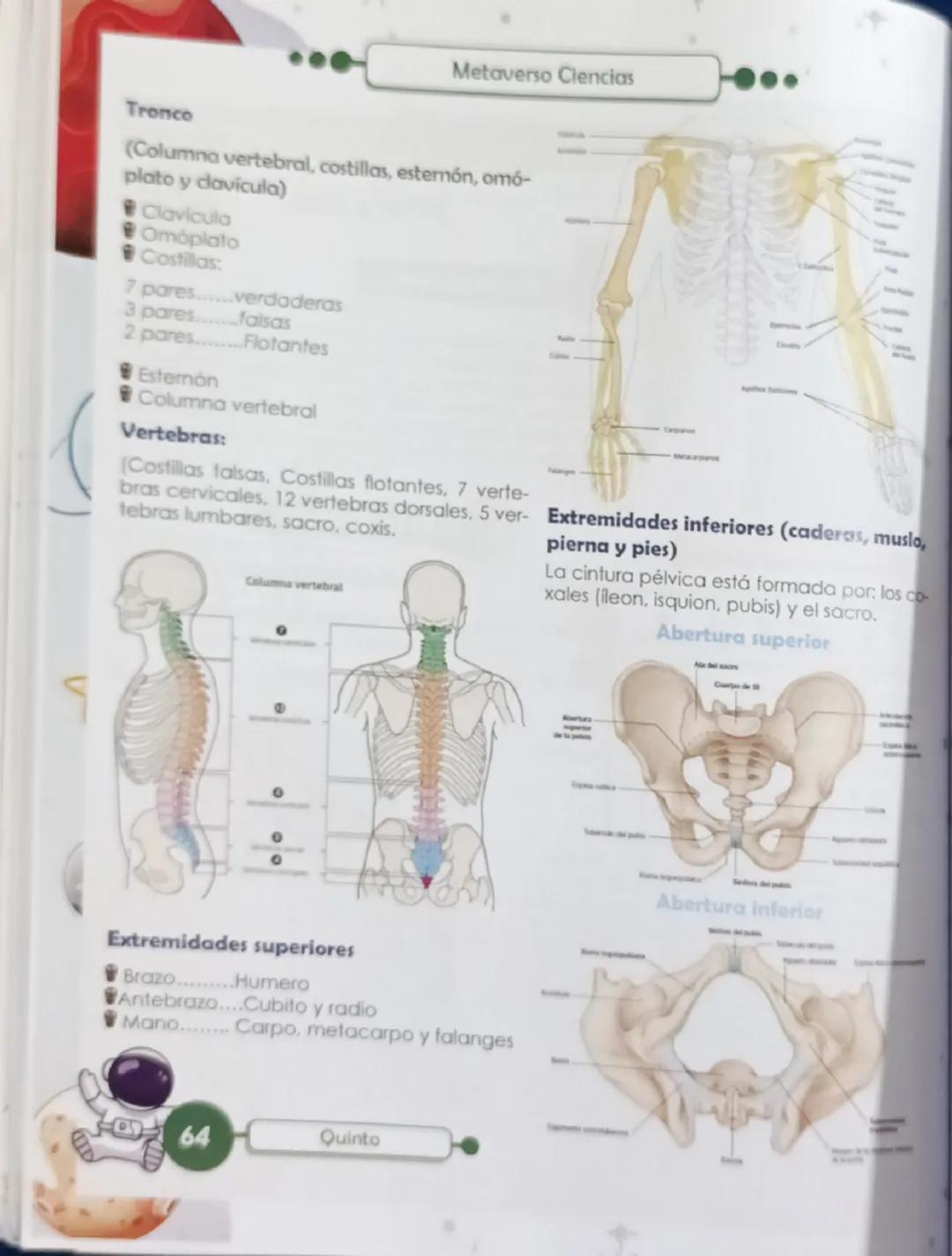 Metaverso Ciencias

FUNCIONES EN EL CUERPO HUMANO

SISTEMA ÓSEO

Repasemos

ENTORNO VIVO
Es el sistema biológico que proporciona soporte y a