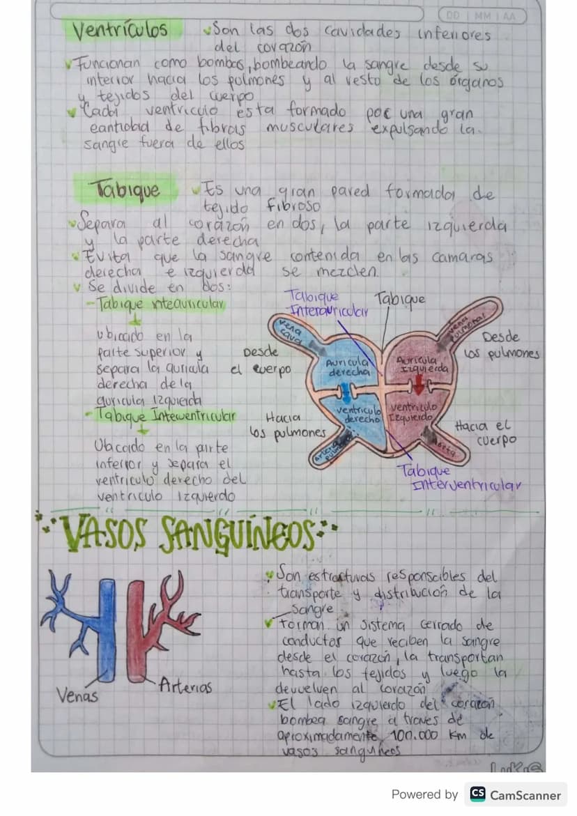 MM
AA
Aparati Caifievagonkn
mantener
Permite & transporte a traves de la sangre de todas
las sustancias necesarias para
el cuerpo
con vida. 