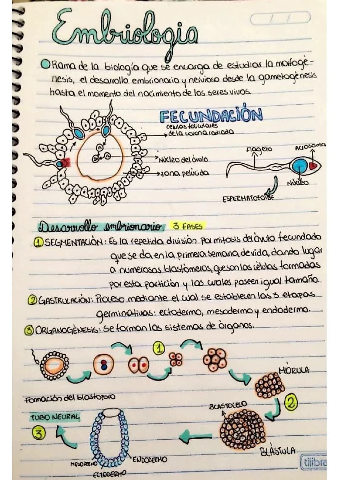 Embriologia 
