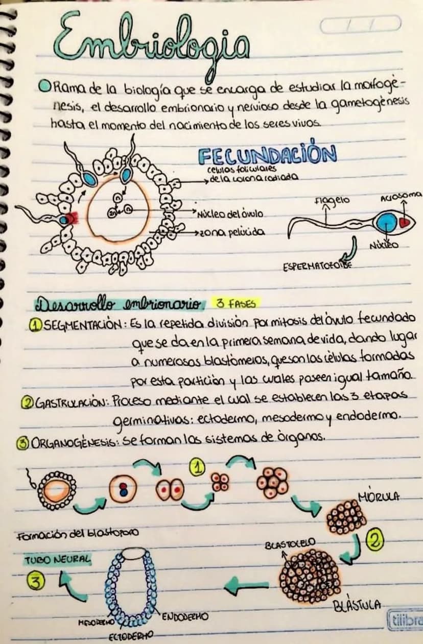 Embriologia
ORama de la biología que se encarga de estudiar la morfoge-
nesis, el desarrollo embrionario y nervioso desde la gametogenesis
h