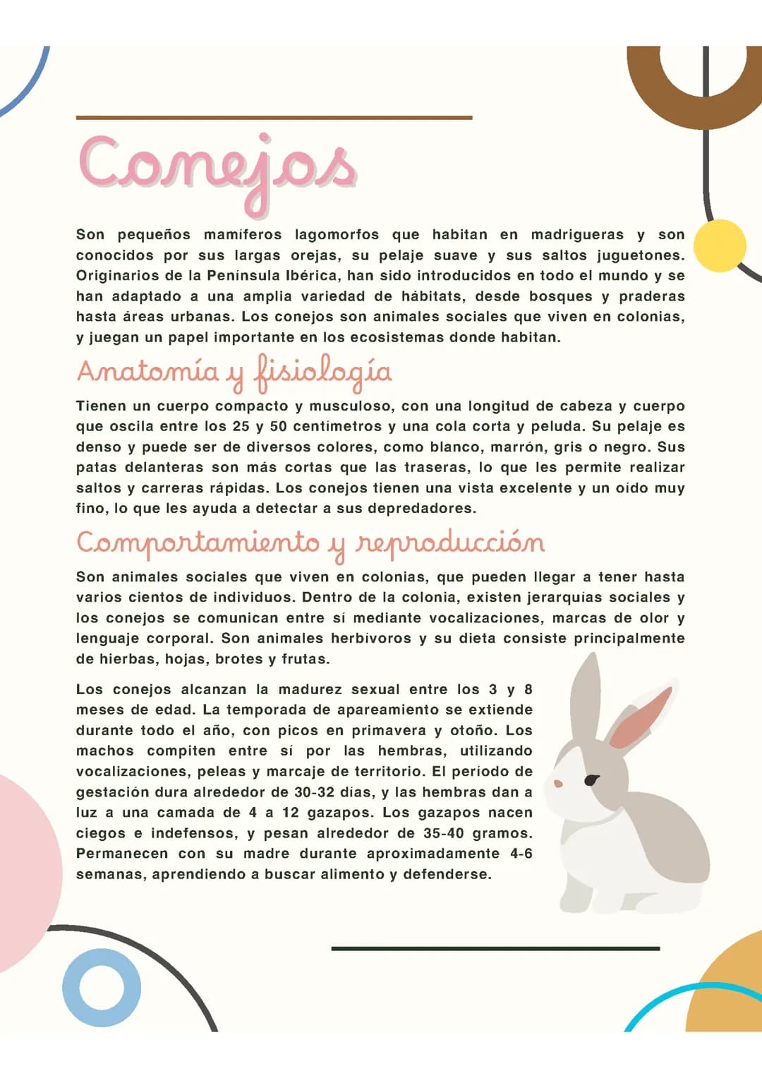 Anatomía y Fisiología del Conejo: Desde Hembra a Macho, ¡Descúbrelo Aquí!