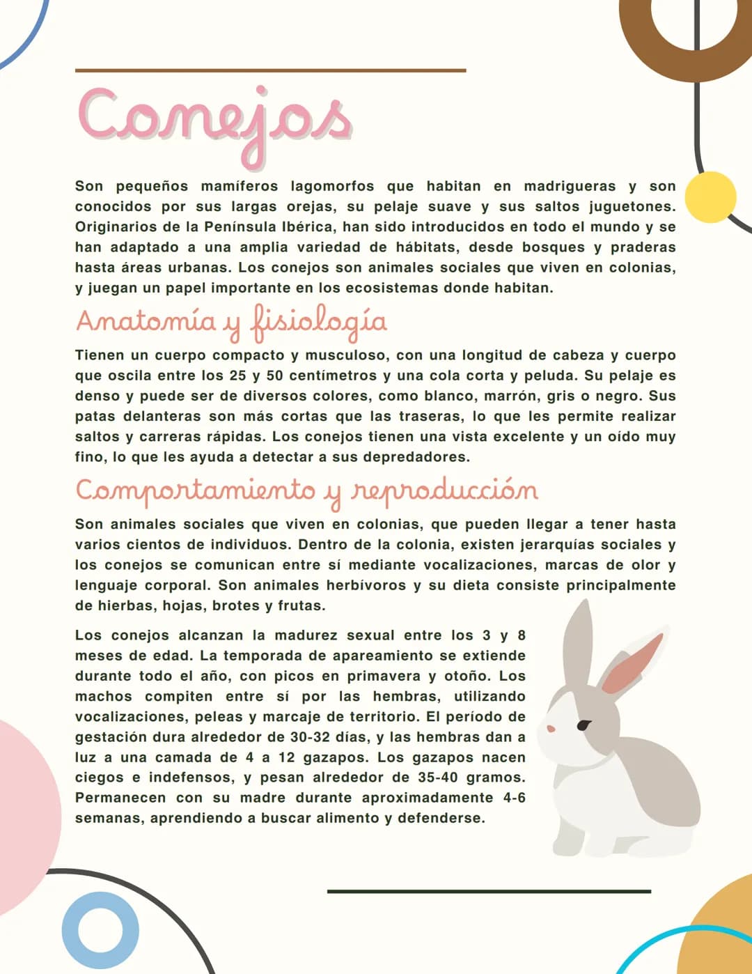 Conejos
Son pequeños mamíferos lagomorfos que habitan en madrigueras y son
conocidos por sus largas orejas, su pelaje suave y sus saltos jug
