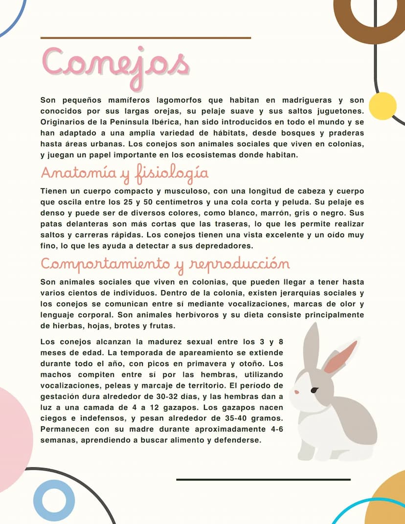 Conejos
Son pequeños mamíferos lagomorfos que habitan en madrigueras y son
conocidos por sus largas orejas, su pelaje suave y sus saltos jug