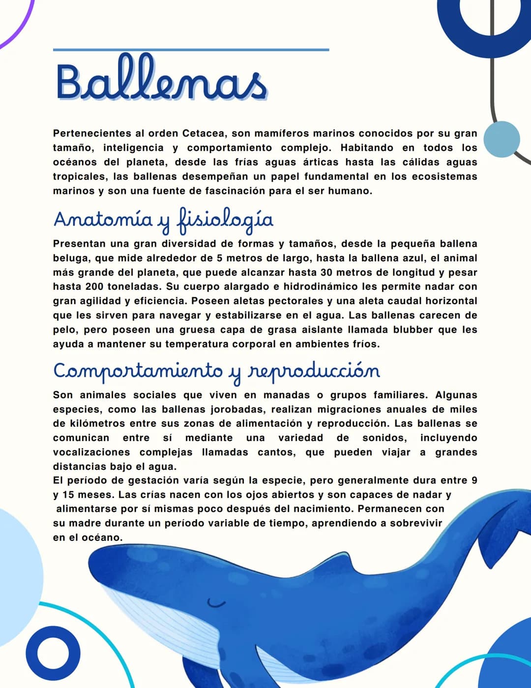 Ballenas
Pertenecientes al orden Cetacea, son mamíferos marinos conocidos por su gran
tamaño, inteligencia y comportamiento complejo. Habita