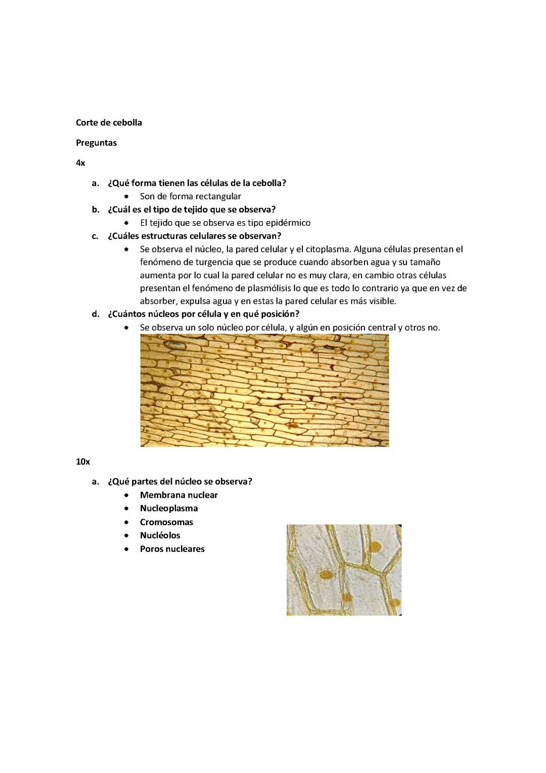 Ejercicio en microscopio