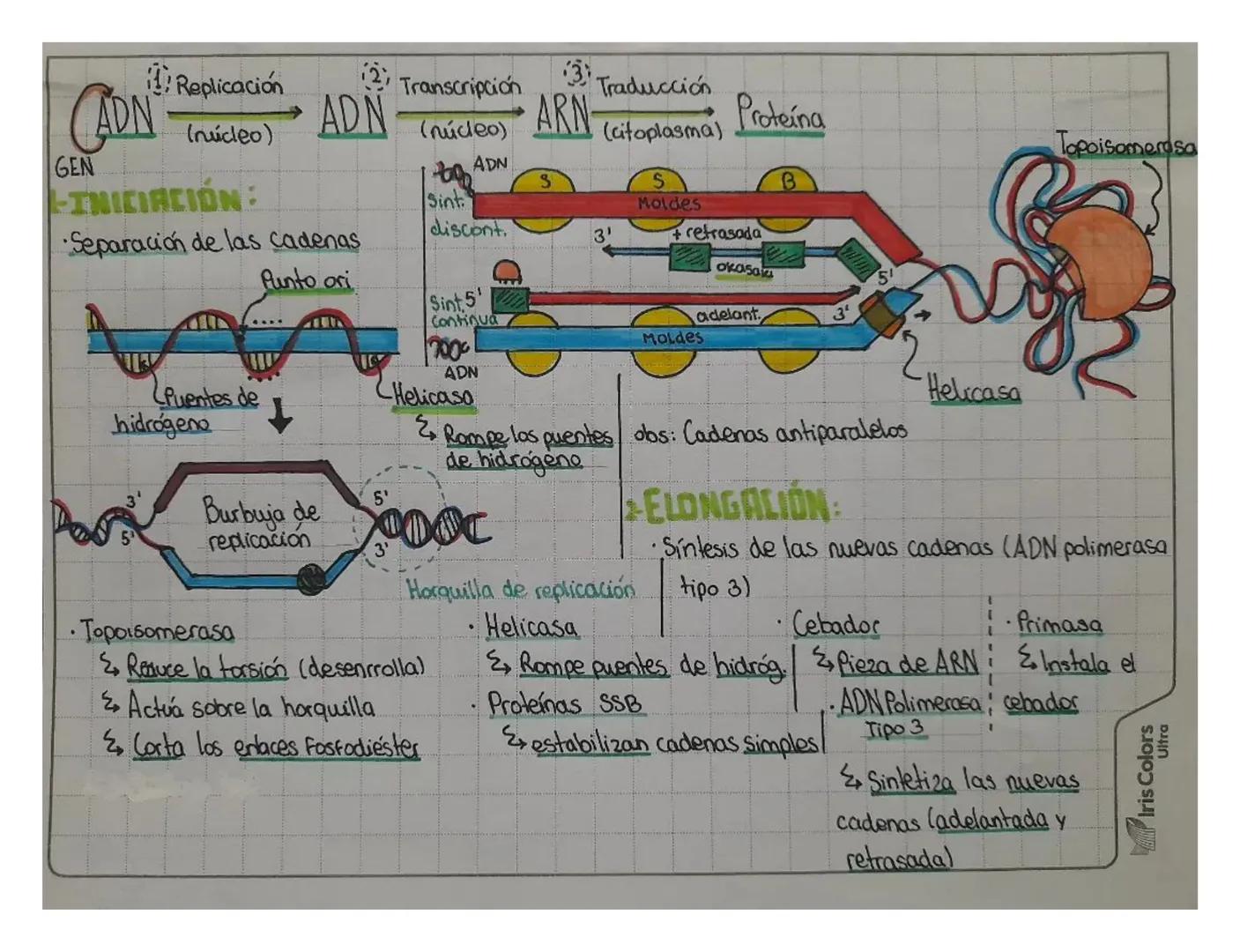 (2) Transcripción
Replicación
CADN
ADN
(núcleo)
GEN
(nucleo)
INICIACIÓN:
Separación de las cadenas
Punto ori
Sint
ADN
discont
Sint 5'
Contin