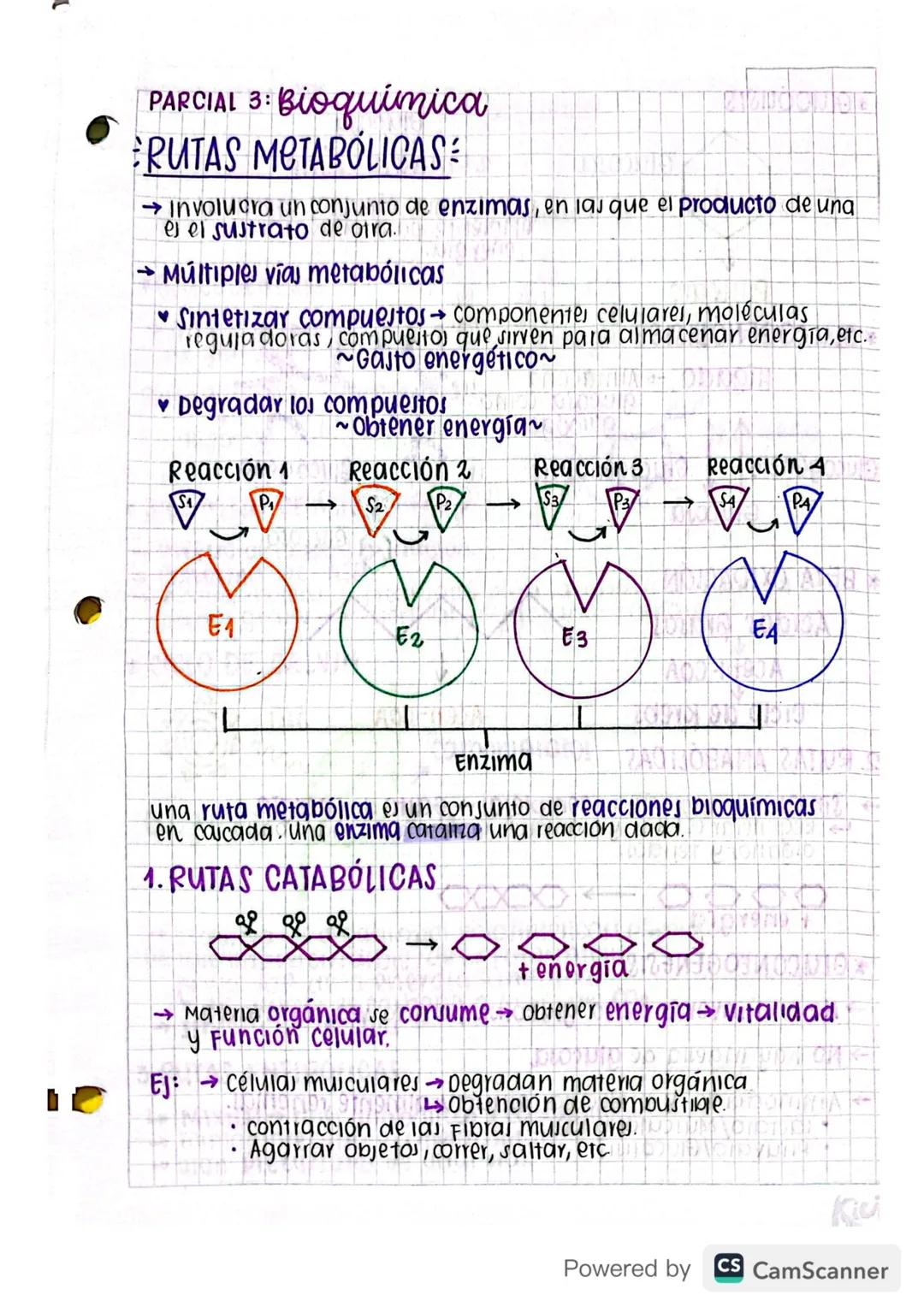 Rutas Metabólicas en Biología para Grado 11