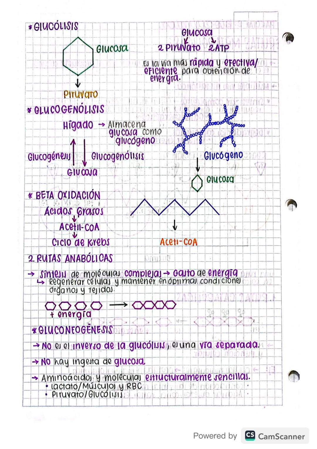# PARCIAL 3: Bioquímica
## RUTAS METABÓLICAS

→ Involucra un conjunto de enzimas, en las que el producto de una
es el sustrato de oira.

*  