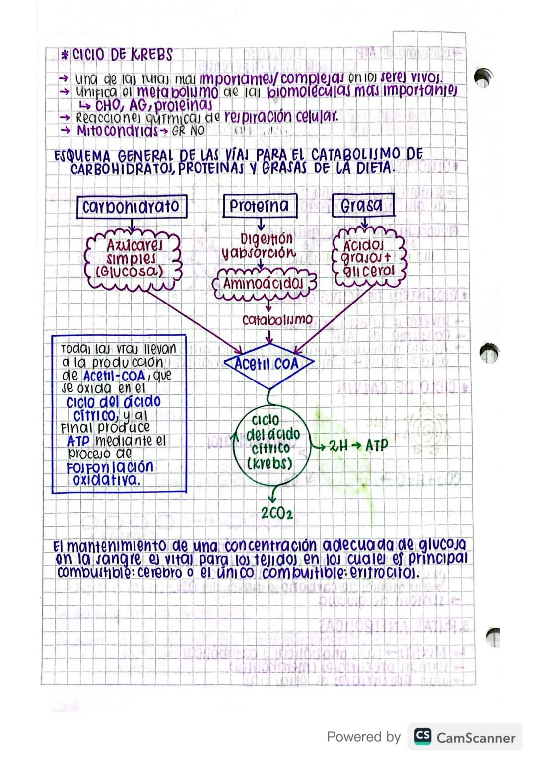 # PARCIAL 3: Bioquímica
## RUTAS METABÓLICAS

→ Involucra un conjunto de enzimas, en las que el producto de una
es el sustrato de oira.

*  