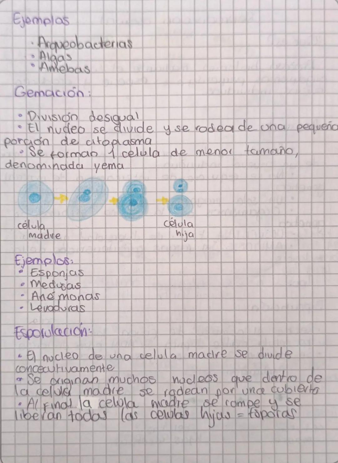 Qué esp
Reproducción asexual
Proceso biologico mediante el cual los
organismos perpetuan su especie y producen
nuevas individuos.
ம
Asexual
