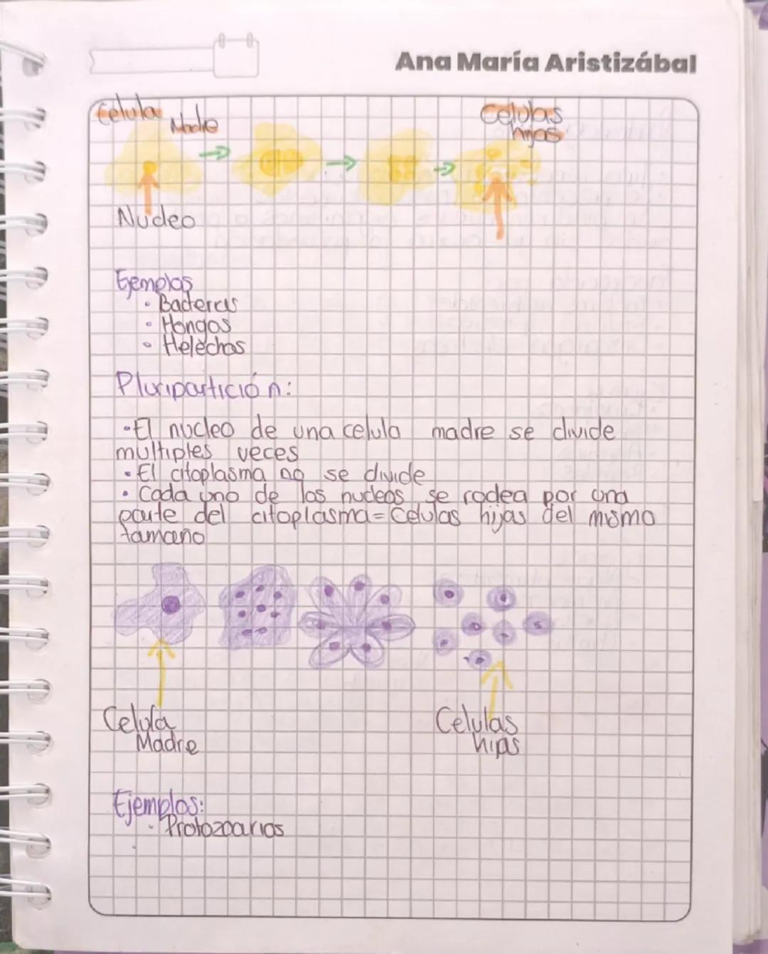 Qué esp
Reproducción asexual
Proceso biologico mediante el cual los
organismos perpetuan su especie y producen
nuevas individuos.
ம
Asexual
