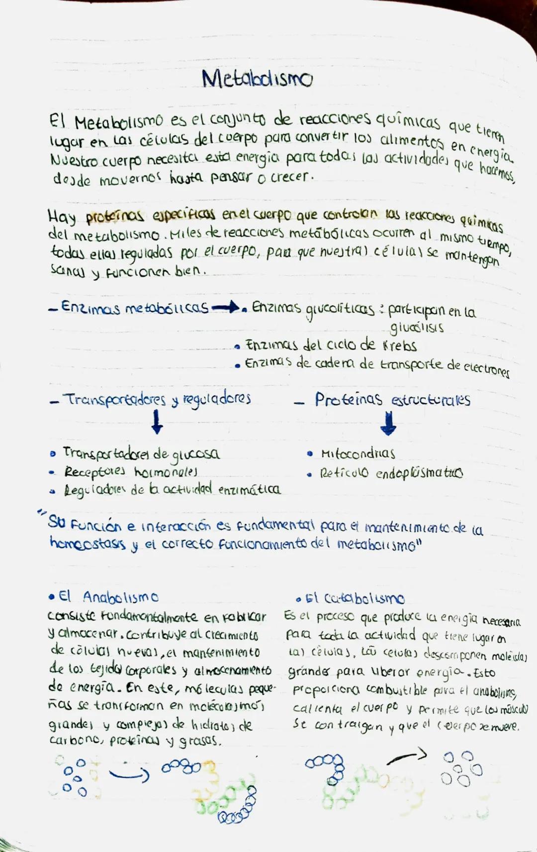 # Metabolismo

El Metabolismo es el conjunto de reacciones químicas que tienen
lugar en las células del cuerpo para convertir los alimentos 