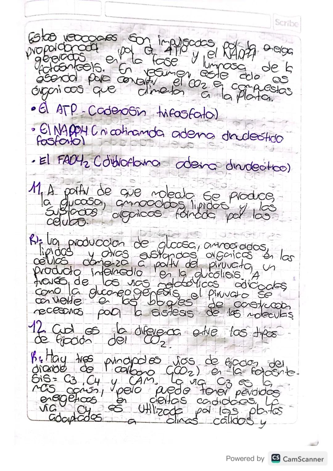 Scribe
3. Dibuje un doroplasto
famen
Patase nasa
rocodo
de la
las partes
cade cawe
dla fase Foronde perdia flosintass
energia
-de
На
uz
PŁAD