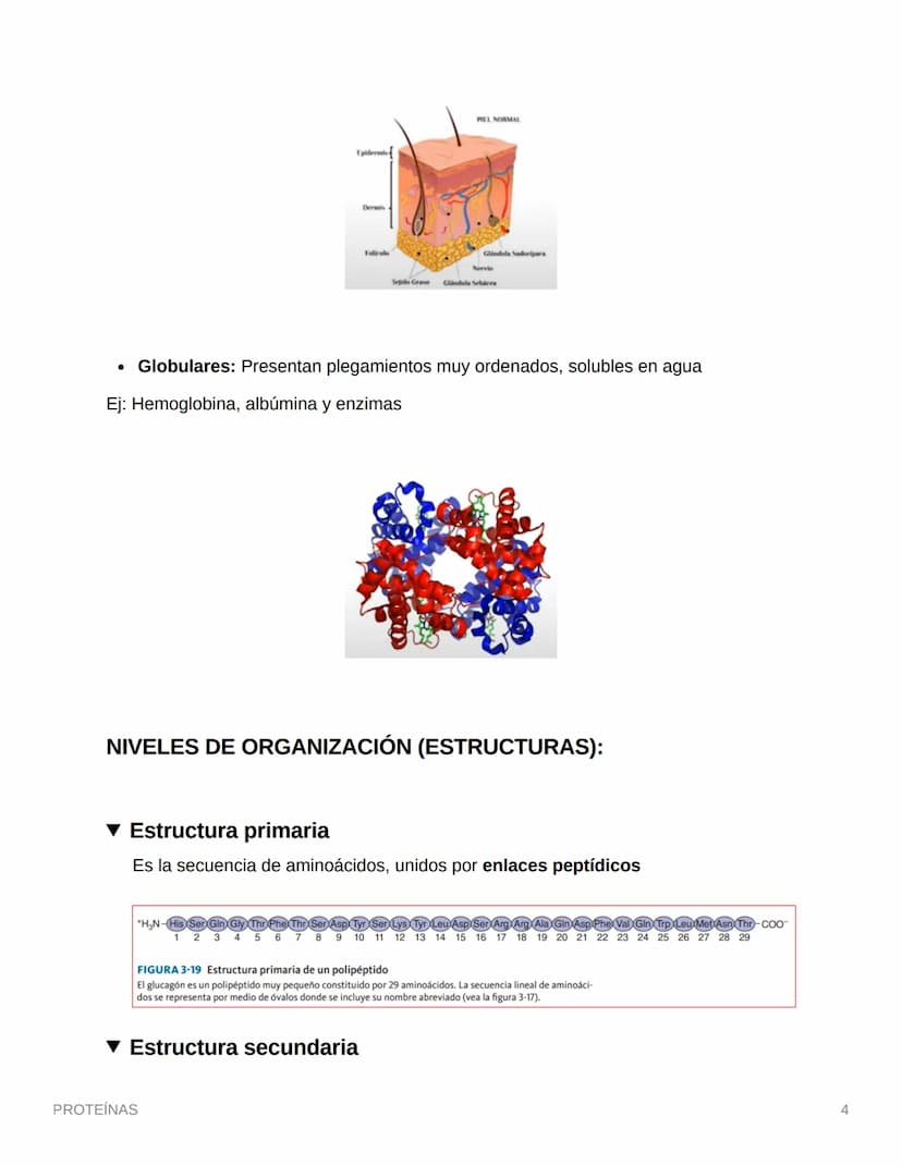 PROTEÍNAS
• Están compuestas por aminoácidos (monómero)
• Se une por enlaces petídicos
• Son compuestos cuaternarios (CHON) PS→ Opcionales (
