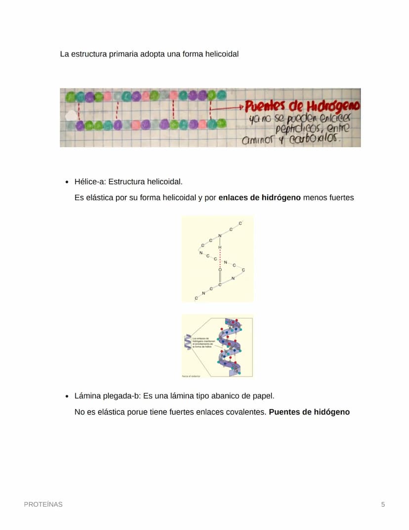 PROTEÍNAS
• Están compuestas por aminoácidos (monómero)
• Se une por enlaces petídicos
• Son compuestos cuaternarios (CHON) PS→ Opcionales (