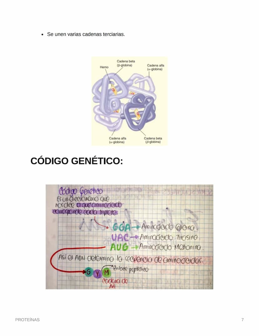 PROTEÍNAS
• Están compuestas por aminoácidos (monómero)
• Se une por enlaces petídicos
• Son compuestos cuaternarios (CHON) PS→ Opcionales (