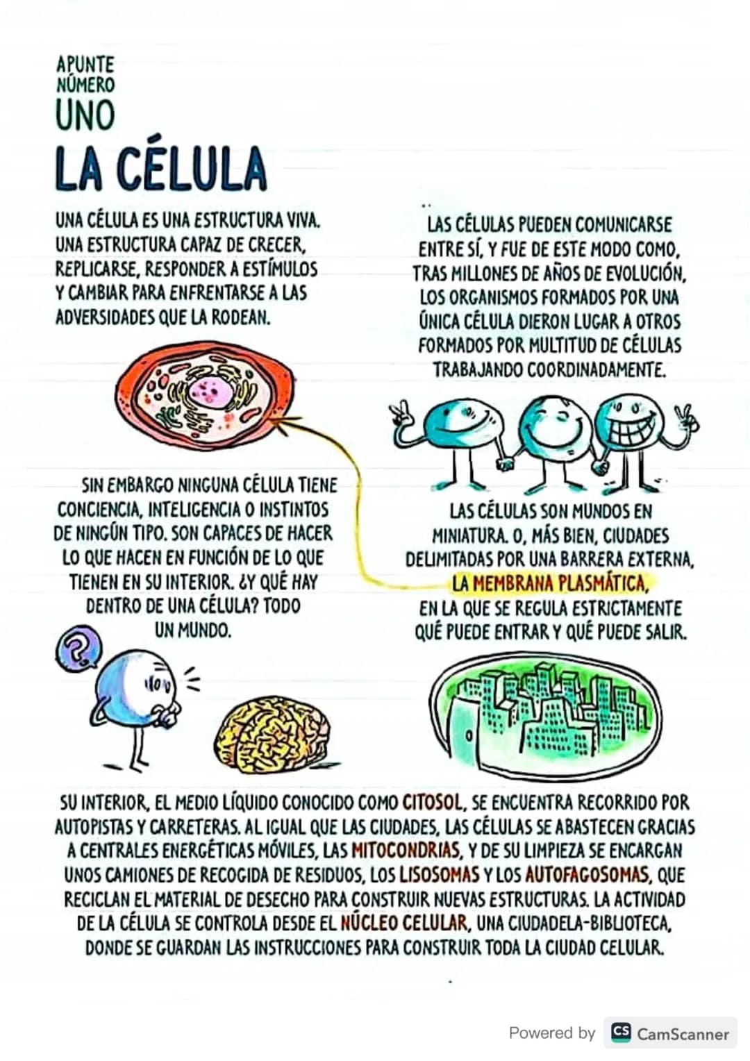 APUNTE
NÚMERO
UNO
LA CÉLULA
UNA CÉLULA ES UNA ESTRUCTURA VIVA.
UNA ESTRUCTURA CAPAZ DE CRECER,
REPLICARSE, RESPONDER A ESTÍMULOS
Y CAMBIAR P