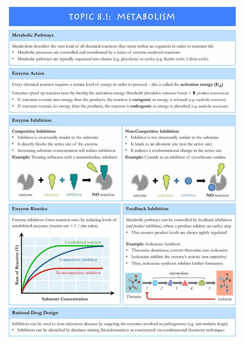 TOPIC 8.1: METABOLISM
Metabolic Pathways
Metabolism describes the sum total of all chemical reactions that occur within an organism in order