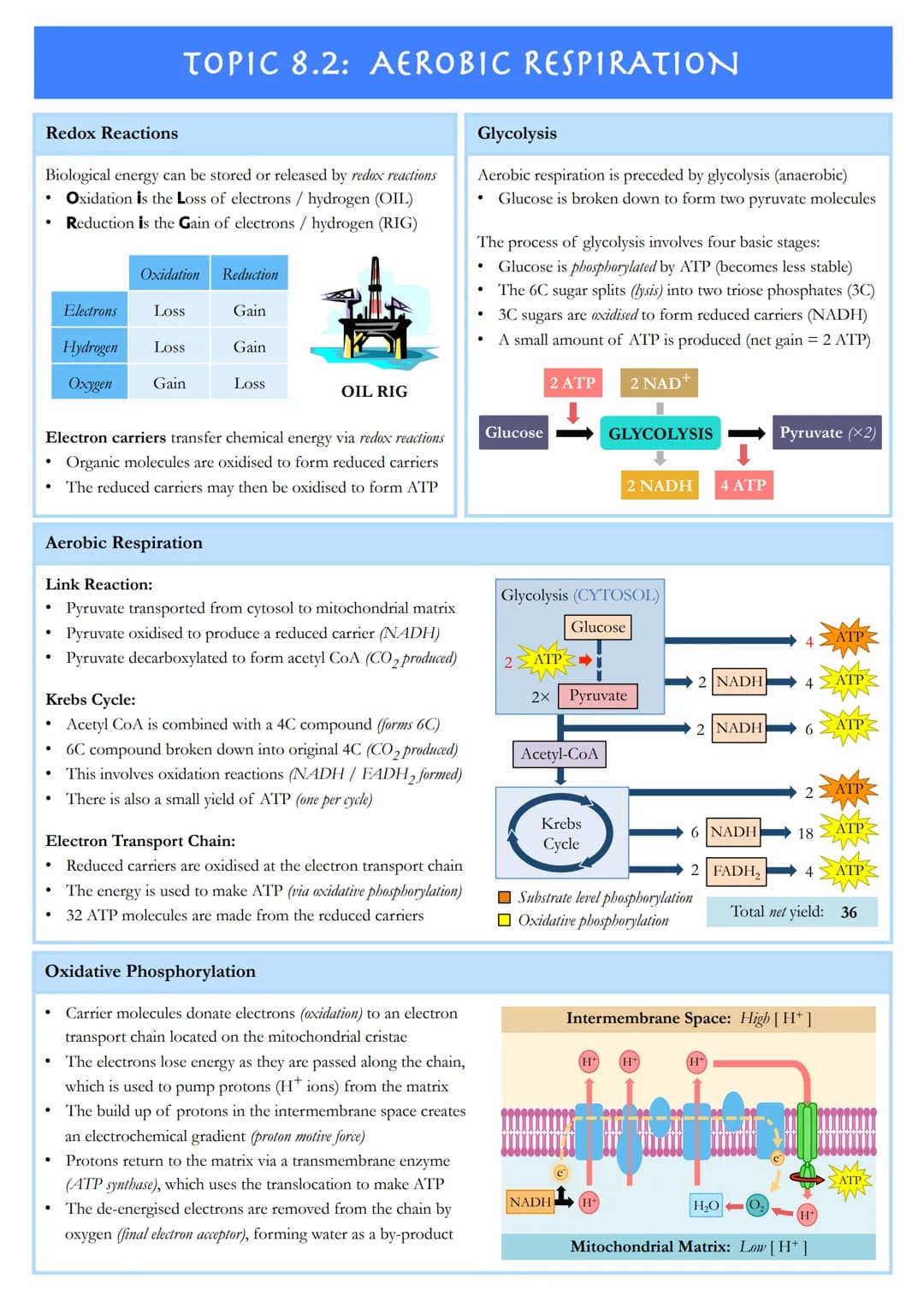 TOPIC 8.1: METABOLISM
Metabolic Pathways
Metabolism describes the sum total of all chemical reactions that occur within an organism in order