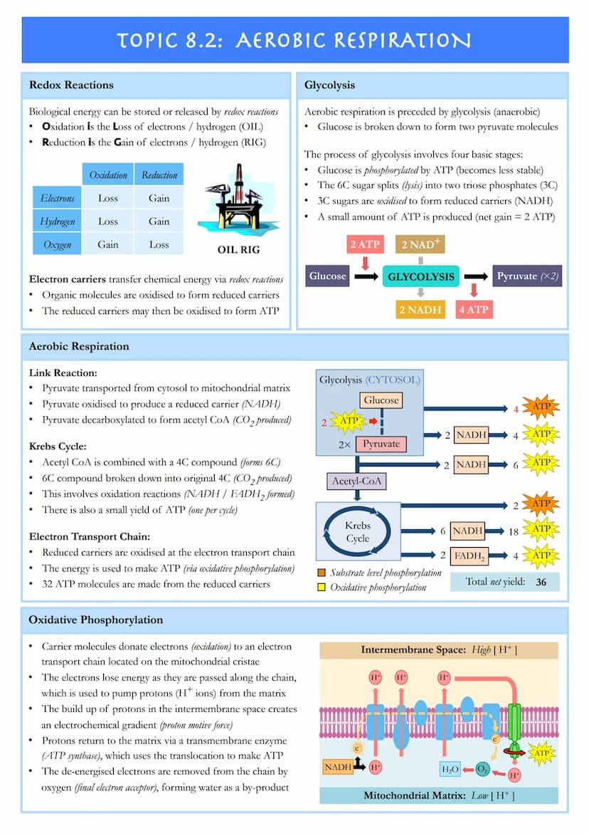 TOPIC 8.1: METABOLISM
Metabolic Pathways
Metabolism describes the sum total of all chemical reactions that occur within an organism in order