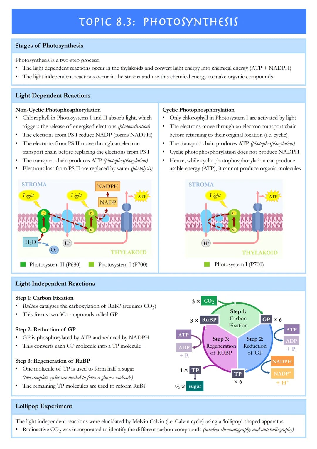 TOPIC 8.1: METABOLISM
Metabolic Pathways
Metabolism describes the sum total of all chemical reactions that occur within an organism in order