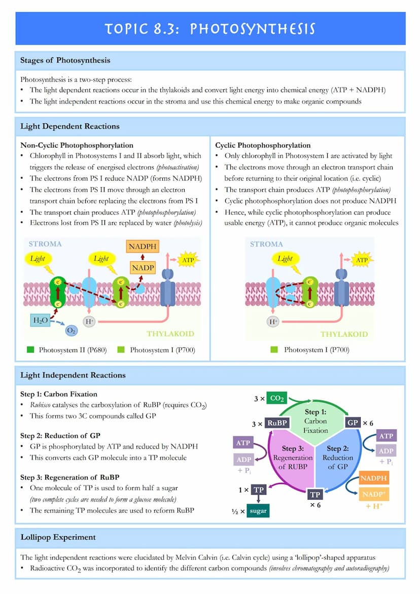 TOPIC 8.1: METABOLISM
Metabolic Pathways
Metabolism describes the sum total of all chemical reactions that occur within an organism in order