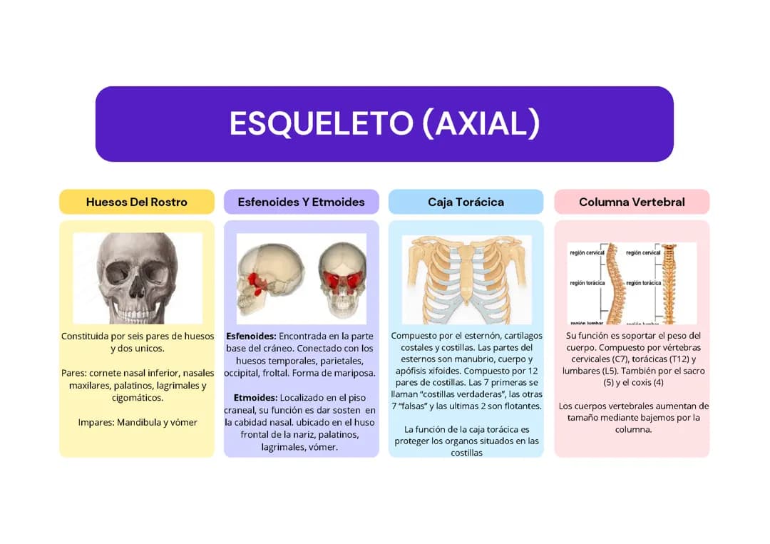 Esqueleto axial