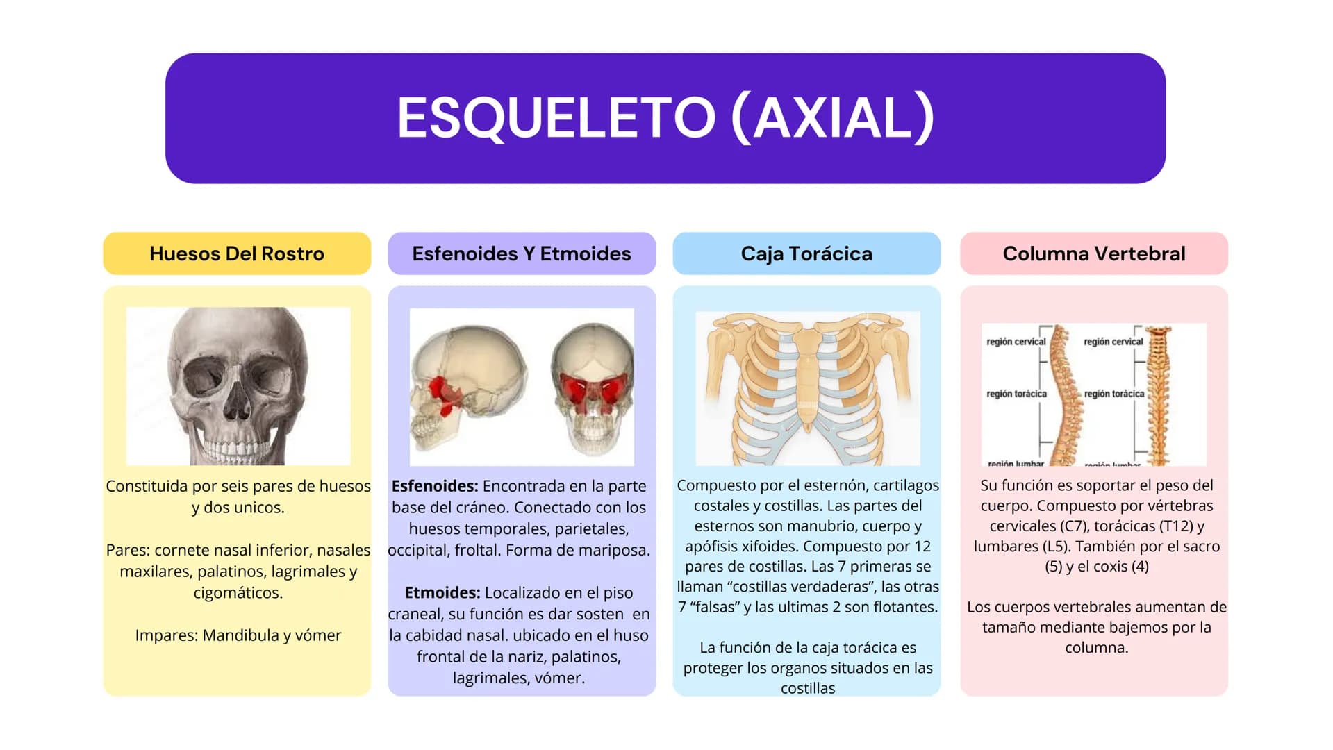 ESQUELETO (AXIAL)
Huesos Del Rostro
Esfenoides Y Etmoides
Caja Torácica
Columna Vertebral
región cervical
región cervical
región torácica
re