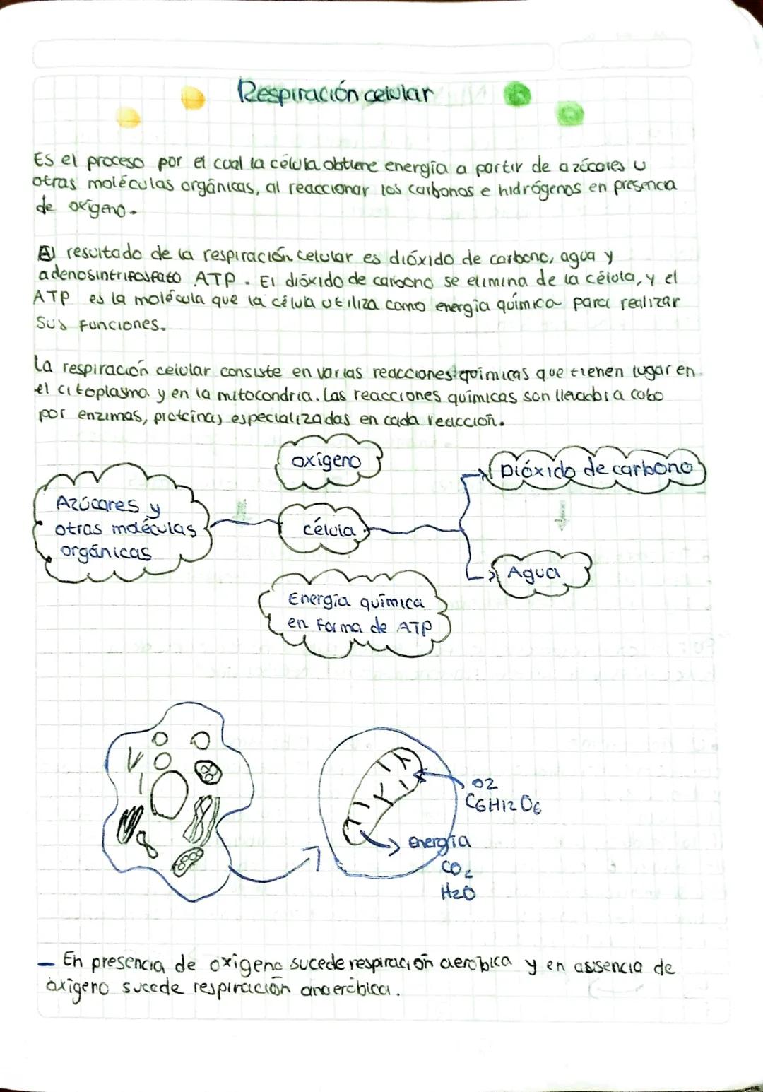 # Respiración celular

Es el proceso por el cual la celula obtiene energia a partir de azúcares u
otras moléculas orgánicas, al reaccionar l