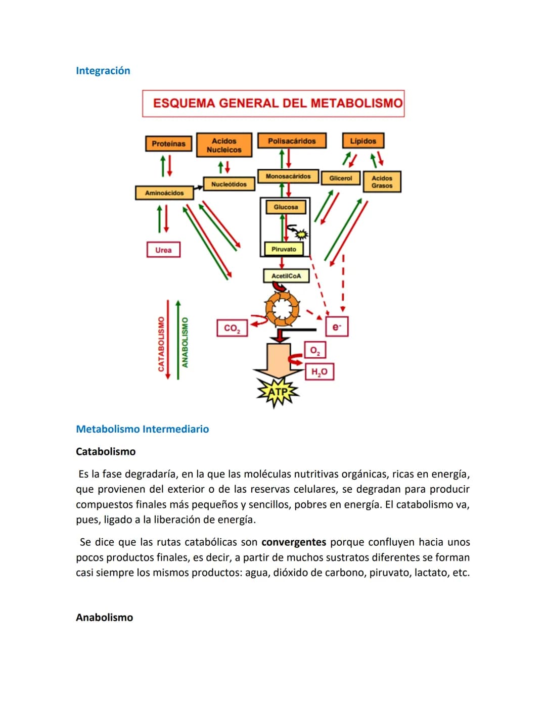Introducción a las vías metabólicas
Metabolismo.
.
•
•
Metabolismo es el conjunto de reacciones químicas, catalizadas por enzimas,
que tiene