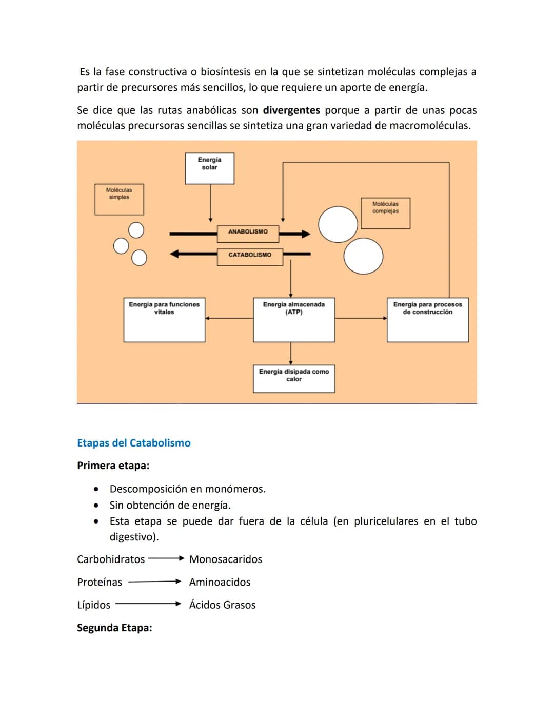 Introducción a las vías metabólicas
Metabolismo.
.
•
•
Metabolismo es el conjunto de reacciones químicas, catalizadas por enzimas,
que tiene