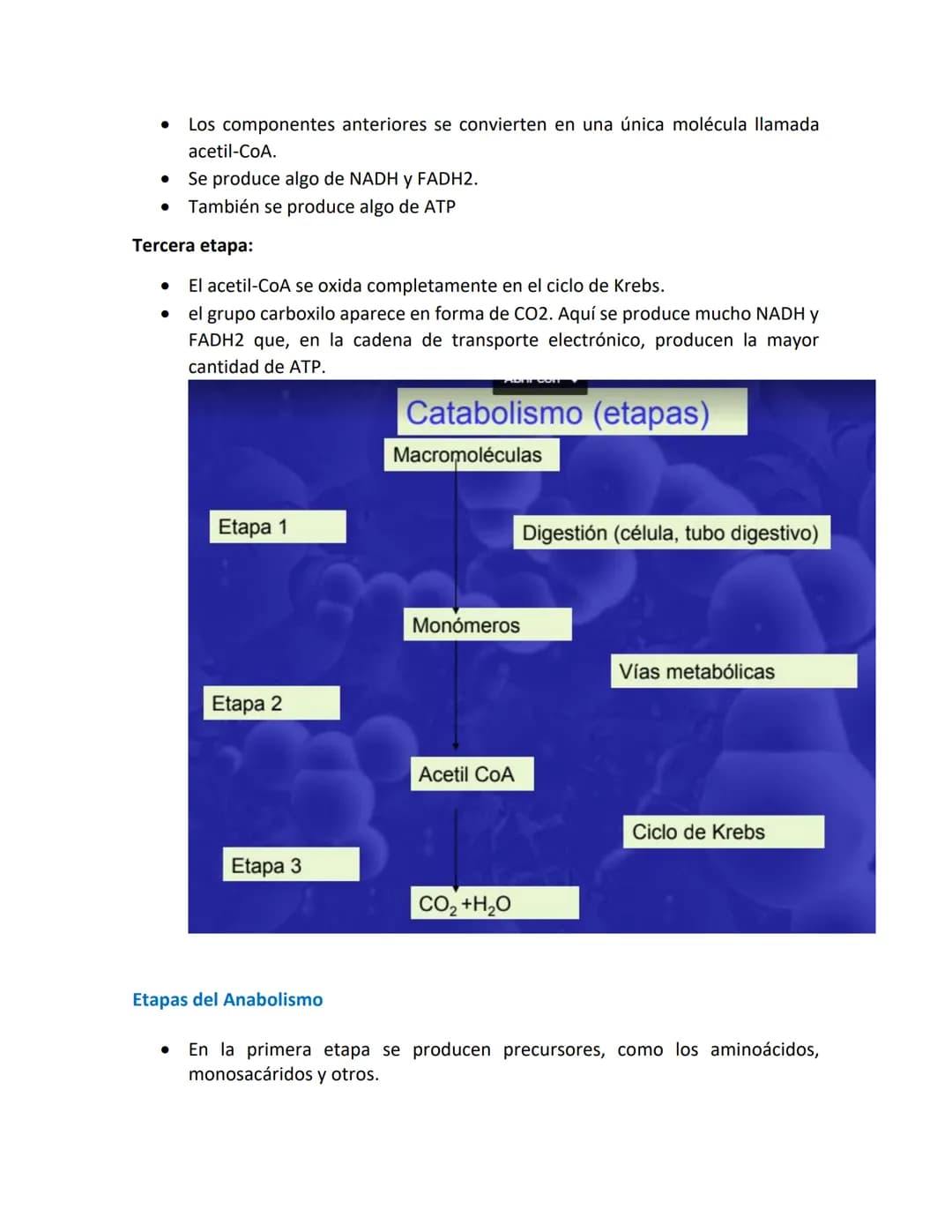 Introducción a las vías metabólicas
Metabolismo.
.
•
•
Metabolismo es el conjunto de reacciones químicas, catalizadas por enzimas,
que tiene