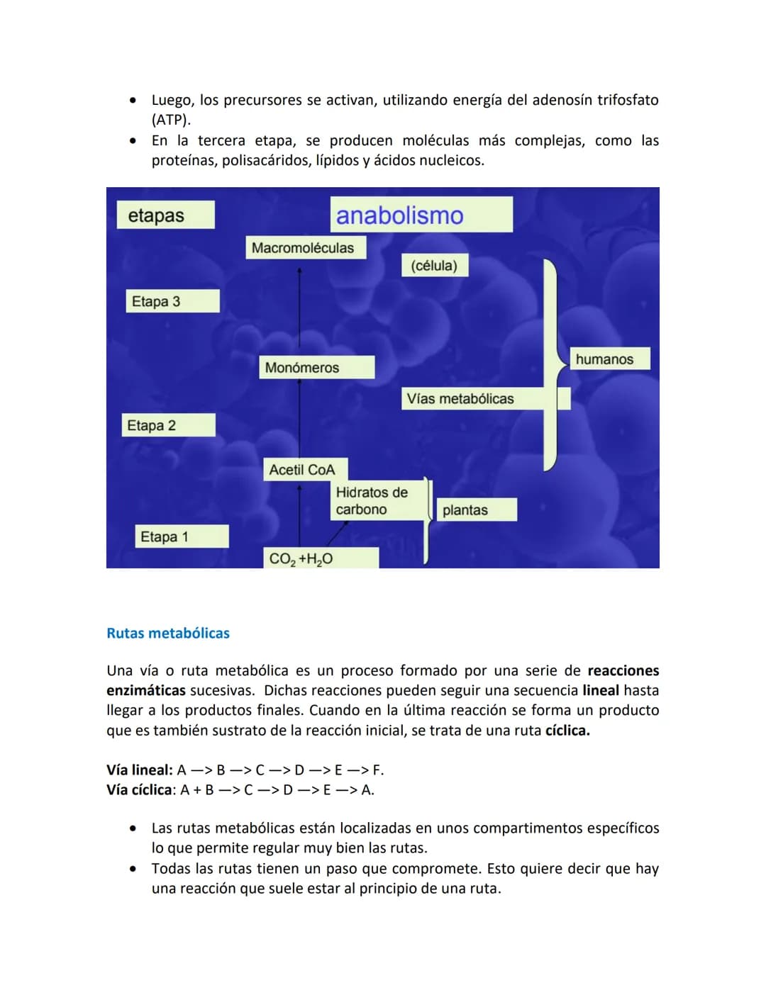Introducción a las vías metabólicas
Metabolismo.
.
•
•
Metabolismo es el conjunto de reacciones químicas, catalizadas por enzimas,
que tiene