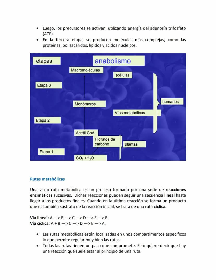 Introducción a las vías metabólicas
Metabolismo.
.
•
•
Metabolismo es el conjunto de reacciones químicas, catalizadas por enzimas,
que tiene