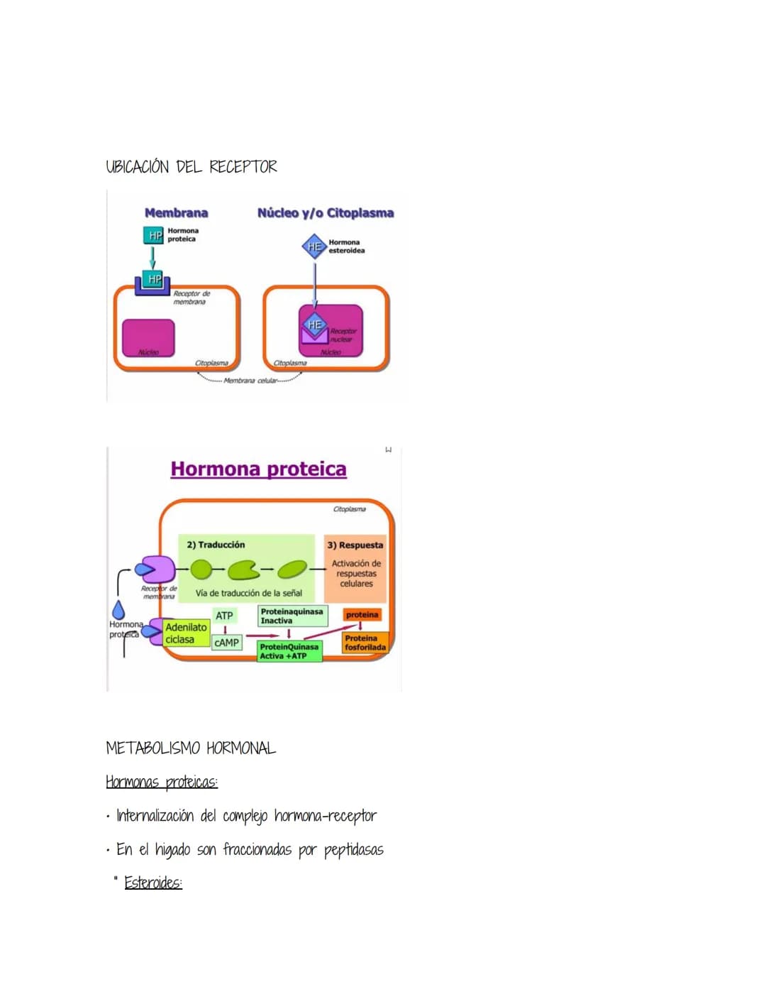 HOMEOSTASIS
Es la propiedad de un sistema abierto de regular su medio interno para mantener unas
condiciones estables, mediante múltiples aj