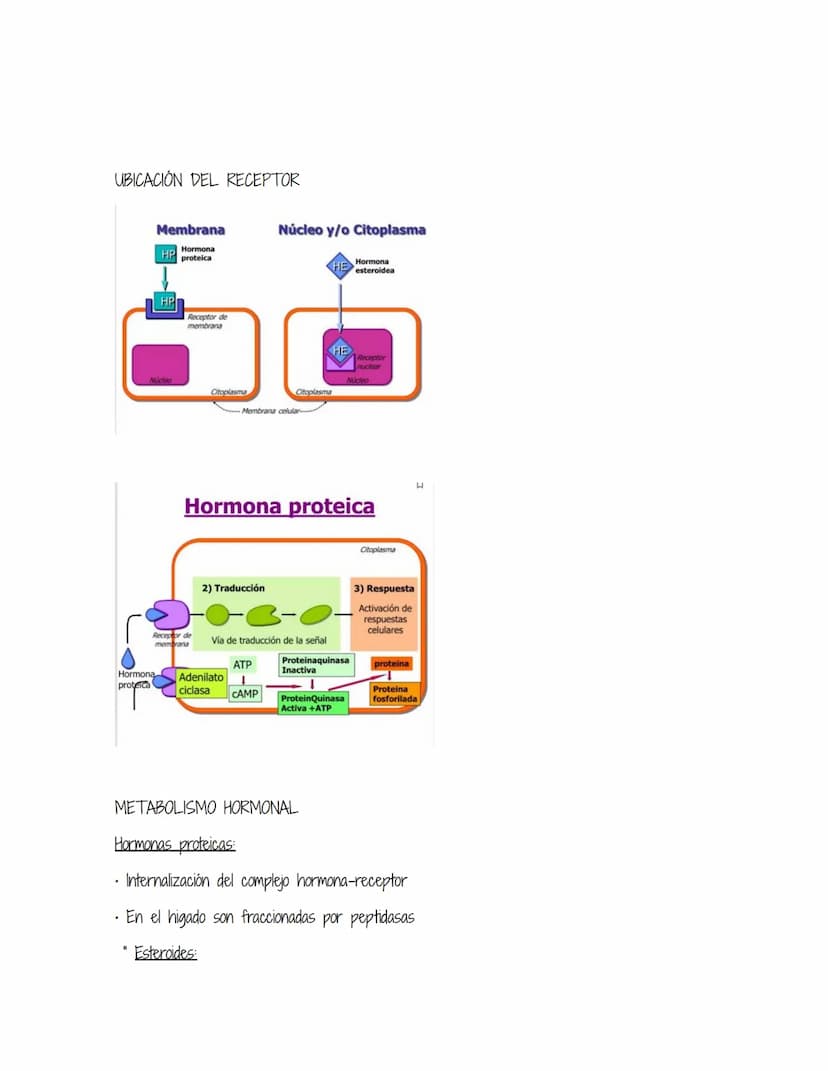 HOMEOSTASIS
Es la propiedad de un sistema abierto de regular su medio interno para mantener unas
condiciones estables, mediante múltiples aj
