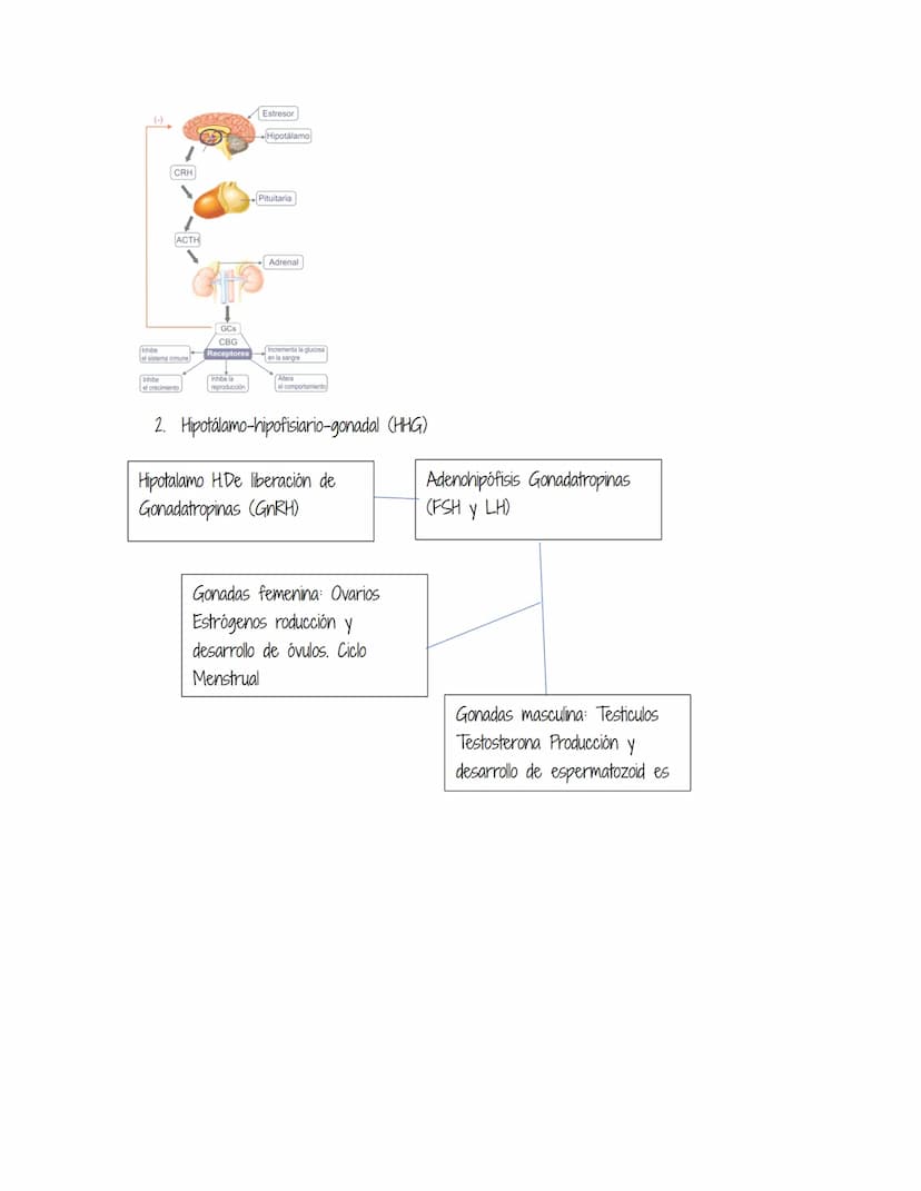 HOMEOSTASIS
Es la propiedad de un sistema abierto de regular su medio interno para mantener unas
condiciones estables, mediante múltiples aj