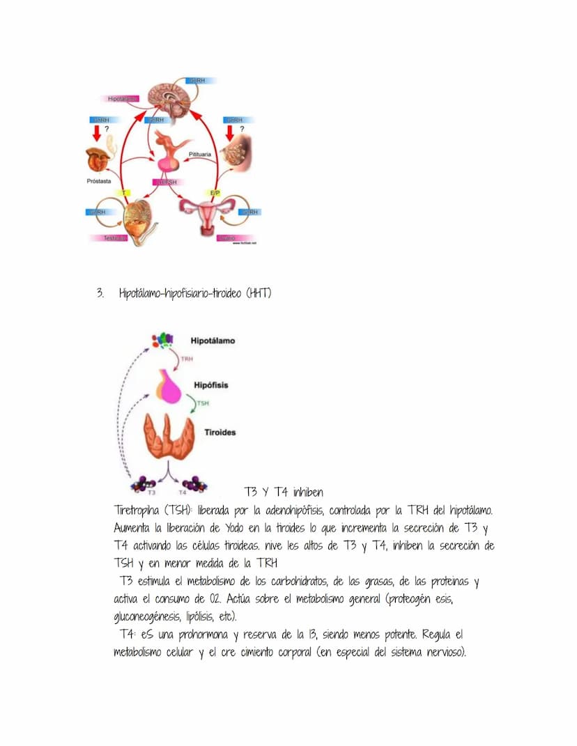 HOMEOSTASIS
Es la propiedad de un sistema abierto de regular su medio interno para mantener unas
condiciones estables, mediante múltiples aj