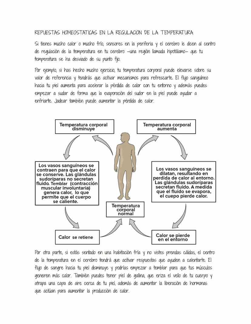 HOMEOSTASIS
Es la propiedad de un sistema abierto de regular su medio interno para mantener unas
condiciones estables, mediante múltiples aj